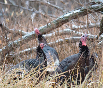 turkeys in field