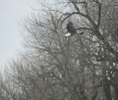 Bald Eagle