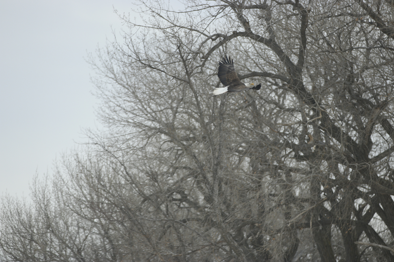 Bald Eagle