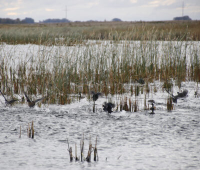 Ducks in pond