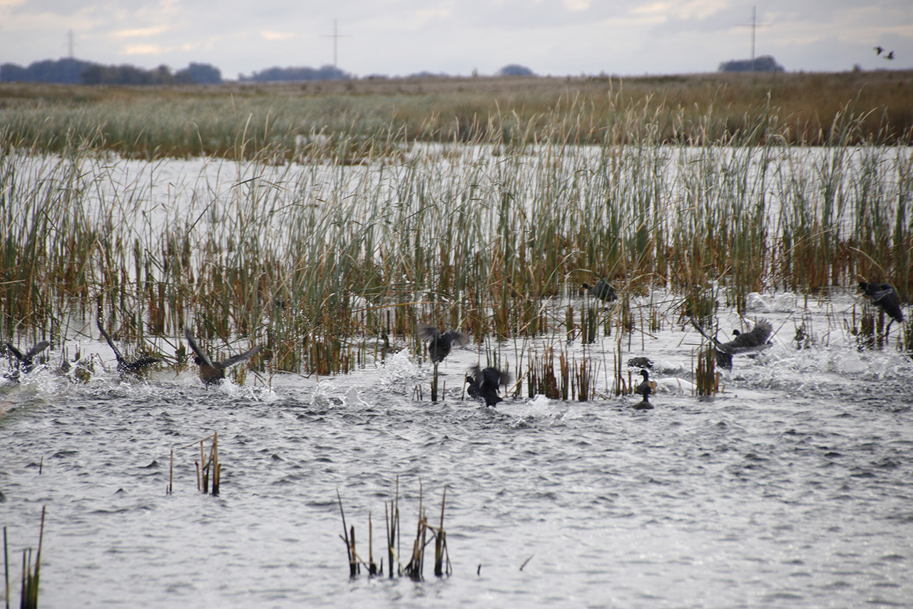 Ducks in pond