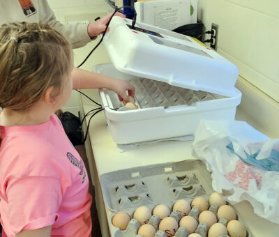 child placing egg in incubator