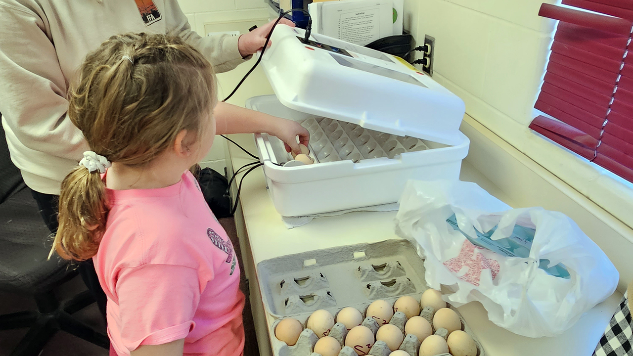 child placing egg in incubator